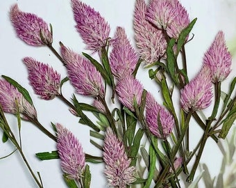 pressed flowers,Pink pressed flowers,dried flower,A Pack of 8 PCS, pink flower,resin flowers, Scrapbook flowers
