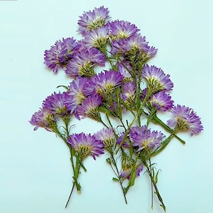 Może przedstawiać: Gromada suszonych fioletowych kwiatów z zielonymi łodygami na białym tle.