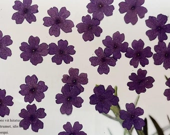May include: A collection of dried purple flowers, scattered on a white surface. The flowers are delicate and have a natural, rustic look.