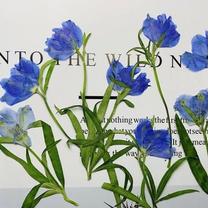 Resin dried flower,Pressed flowers,6 PCS/Pack Dried Pressed blue Flower,flower Stems Real Pressed  Flowers,dried flower