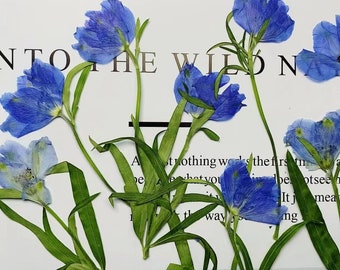 Flores secas de resina, flores prensadas, 6 piezas/paquete de flores azules prensadas secas, tallos de flores, flores prensadas reales, flores secas