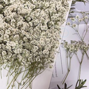 Invitation de fleurs de mariage, lot de 20 fleurs blanches séchées à haleine de bébé, vraies fleurs plates séchées, fleurs blanches sèches (5-8 cm)