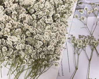 Wedding Flowers Invitaion,Set of 20 PCS White Baby&#39;s Breath Dried Pressed Flowers,Dried Real flat Flowers,Dry White Flowers(5-8CM)