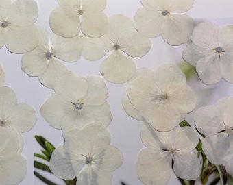 Pressed Flowers,White Pressed Flowers,Set of 12 PCS, Pressed dried flower,Flat Flowers,Hydrangea dried flower petals,flower