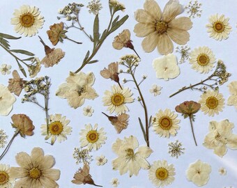 25 PCS Pressed Flowers: Assorted Brown & White Dried Flower Stems