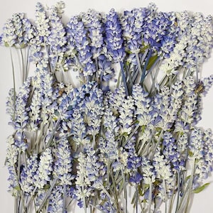 Blue & White Dried Lavender Stems - Set of 10 - Wedding Invitation Flowers