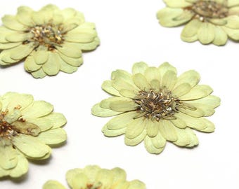 6 PCS Pressed Flowers, Dried Floral Embellishments