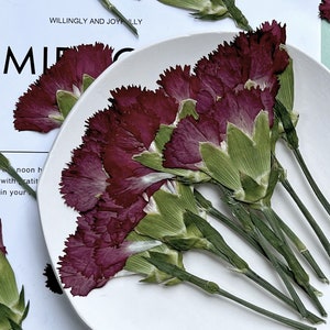 Pressed flowers,Carnation stems dry,half Carnation 6 PCS/pack,dry Pressed flowers,dried flower,claret Dried Pressed flower,Carnation flower