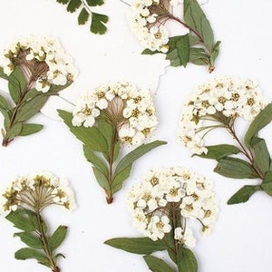 pressed flowers,white pressed flowers,Set of 6 PCS, pressed flowers art,white dried flower,Pressed Flat Flowers,scrapbooking, art