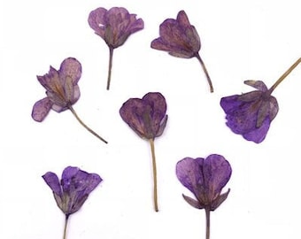 pressed flowers,purple dried flowers，A Pack of 12 PCS ,Pressed flowers,dried flowers,Real Dried Pressed flowers,dry flower for resin