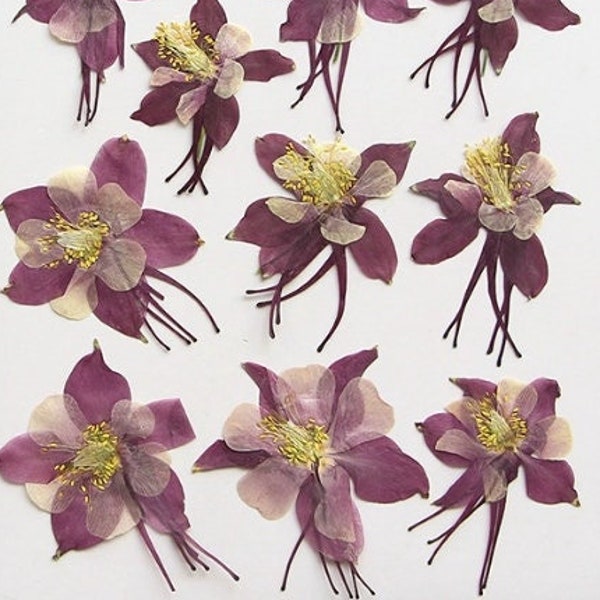 Bulk pressed flower,6 PCS/Pack,dried flat flower packs,pressed flower, purple Dried flower,Dried flower,Dry flower