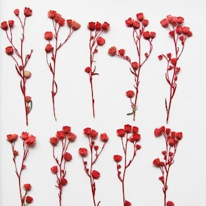 12 Red Dried Pressed Flowers: Tiny Real Flower Stems