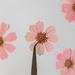 Pressed flower,A Pack of 6 PCS,pink Pressed Flower,Dried Flower,pink kelsang flowers,pressed large dried flowers(6-10cm)