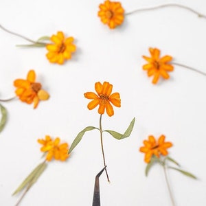 pressed flowers,orange pressed flowers,A Pack of 8 PCS,Dried orange Flower Stem,resin art artist,pressed real flower,real pressed flower