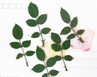 Pressed Green Rose Leaves - Green staining Dried Floral Embellishments - 12 PCS