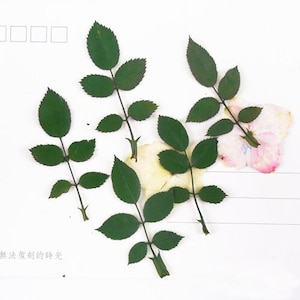 Foglie di fiori pressati, coloranti, foglie di rosa verdi, 12 pezzi, steli di conservazione di foglie di fiori essiccati, petali piatti essiccati, foglie di fiori pressati