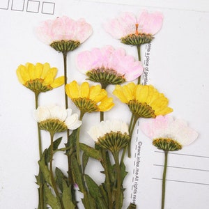 A Pack of 10 PCS dried flat flower packs, pressed flowers lot, pink purple white red Chrysanthemum,resin crafts, resin art artist,diy floral