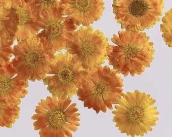 Orange Yellow Pressed Flowers: Dried Floral Embellishments (6 PCS/Pack)