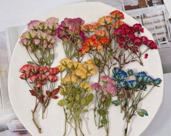 Dried roses with stems -  Singapore