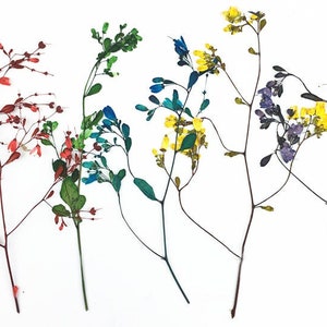 10 Stück Set (7-10 cm) gepresste Getrocknete Blumen, orange flache Blume, gepresste gelb rot, grün-blaue Blumen, ECHTE getrocknete Blumen Stiele, konservierte Blume