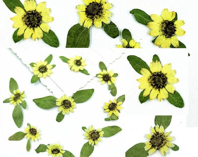 Pressed Flowersyellow Pressed Flowers 100 Pcsdried Pressed - Etsy
