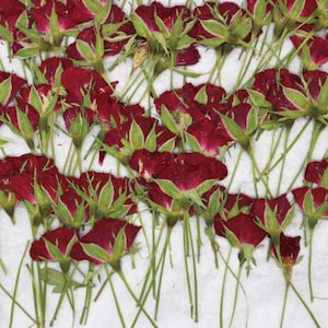 10PCS Dried Pressed Red Rose Buds: Tiny Real Flower Stems