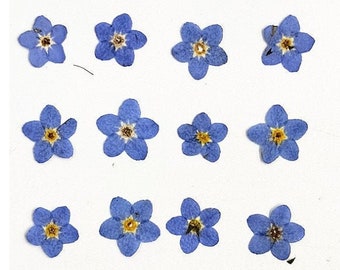 100 Pressed Forget-Me-Nots: Blue Dried Flowers for Crafts Nails Flower