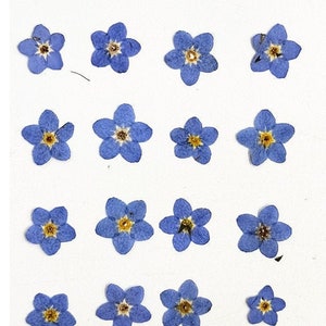Set of 100 PCS,Pressed forget me nots,Blue forget me nots dried flower,Pressed Flat Flowers,dried flower petals,Small dried white flowers
