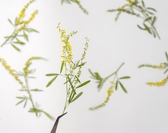pressed flowers,yellow flowers,10 pcs/pack,Pressed Flowers Dried Real Natural Dry Flower Leaf Flat Wild Leaves Greeny Preserved Flowers