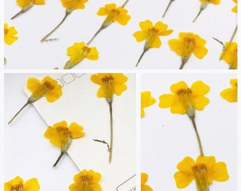 Bulk pressed flower,12 PCS/Pack Pressed Dry flower Yellow Dried flowers Real Preserved wild Flower,Petal Floral,Real Dried Pressed flowers