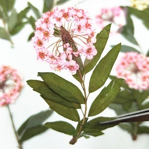 Op de afbeelding: Een takje met roze bloemen en groene bladeren. De bloemen zijn in een ronde vorm geclusterd.