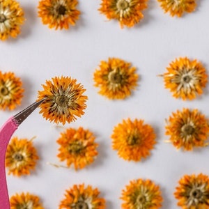 Pressed Flowers,10PCS/pack,dried flower,Small Chrysanthemum dried flower,orange Pressed Flowers,orange dry flower for resin