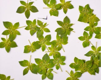 12 PCS Pressed Green Leaves: Real Dried Flowers for Resin Crafts