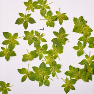 Fiori pressati per resina Confezione da 12 pezzi Foglie pressate vere, fiori pressati secchi Foglia verde secca, foglia verde, fiore secco per resina
