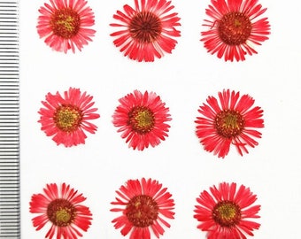 Red Pressed Chrysanthemum Flowers - 12 PCS - Dried Floral Embellishments
