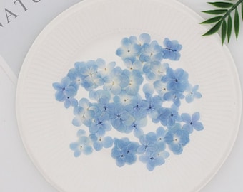 Flor prensada, juego de 100 piezas, hortensia prensada, flor seca azul y blanca, flor azul real, pétalos de flores secas, flores azules blancas secas