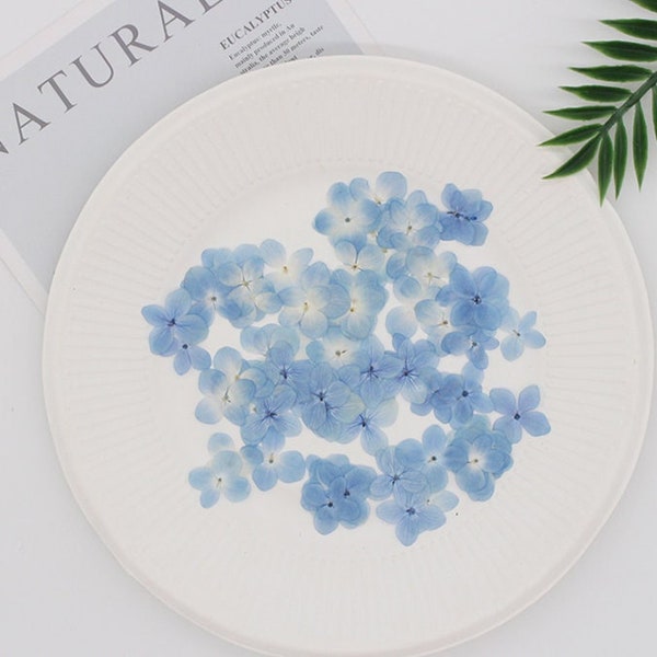 Pressed flower,Set of 100 PCS,Pressed Hydrangea,Blue white dried flower,Real Blue flower,dried flower petals,dried white blue flowers