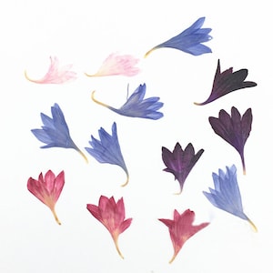 A Pack of 20 PCS Bulk pressed flowers,Pressed flowers,dried Pressed flowers,Real Dried Pressed flowers,dry flower for resin Valentine gift