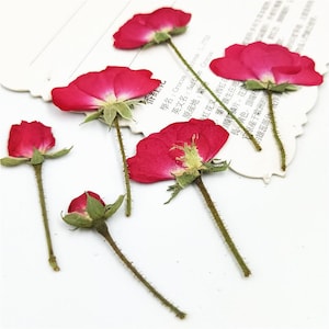 Pressed flowers,A Pack of 5 PCS dried Pressed flowers,dried flower,Real Dried Pressed flowers Assorted,Purplish red chinese rose
