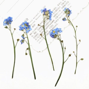 Pressed flower,pressed forget me not flowers,Dry Pressed flower,Set of 12 PCS,natural Flower Leaves Dried Real Wild Flat Leaf Petal Greeny