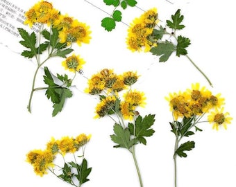 Bulk pressed flower,Set of 6 PCS,Real Dried Pressed flowers,Yellow dry Flower,natural bulk Leaves Preserved dry flower,dried flowers