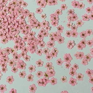 pressed flowers,pink pressed flowers,20 PCS/Pack,pink flower Dried flower,Narcissus flower,Small pink flower(0.5-0.8cm)