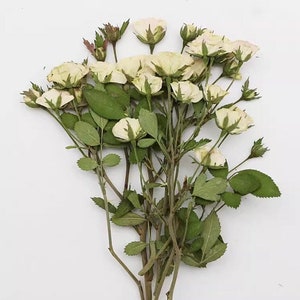 Könnte beinhalten: Ein Bund getrockneter weißer Rosen mit grünen Blättern und Stielen. Die Rosen sind zusammengefasst, wobei einige Knospen noch geschlossen sind. Die Stiele sind mit einem dünnen, hellbraunen Band zusammengebunden. Der Hintergrund ist schlicht weiß.