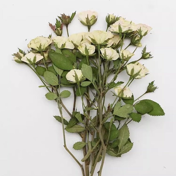 Dried White Roses - Etsy