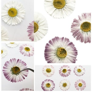May include: A collection of dried daisies with white petals and yellow centers. Some of the daisies have a purple hue on the edges of the petals.