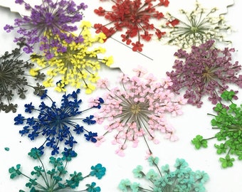 Lot de 10 PCS, fleur séchée, fleur séchée, fleurs plates pressées, spécimen de plante en relief, pétales de fleurs séchées, fleur de dentelle sèche (1,5-2,5 cm)
