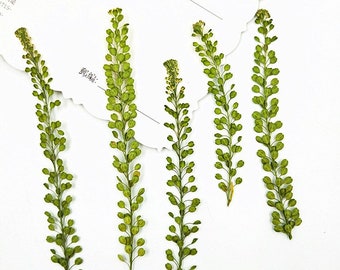 Real Pressed Lepidium Leaves, Green Floral Foliage Stems (12 PCS)