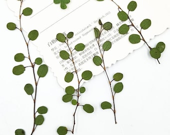 12 PCS Dried Chiba Leaves: Pressed Botanicals, Village Craft Decor