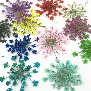 May include: Assortment of dried flower clusters in various colors, including purple, yellow, red, white, pink, blue, green, and teal. The flowers are arranged in a circular pattern on a white background.