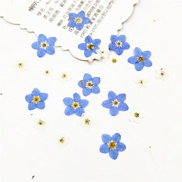 100 Pressed Forget-Me-Nots: Blue Dried Flowers for Crafts